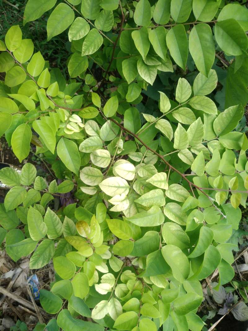 这杨桃叶子怎么有几张白色的?