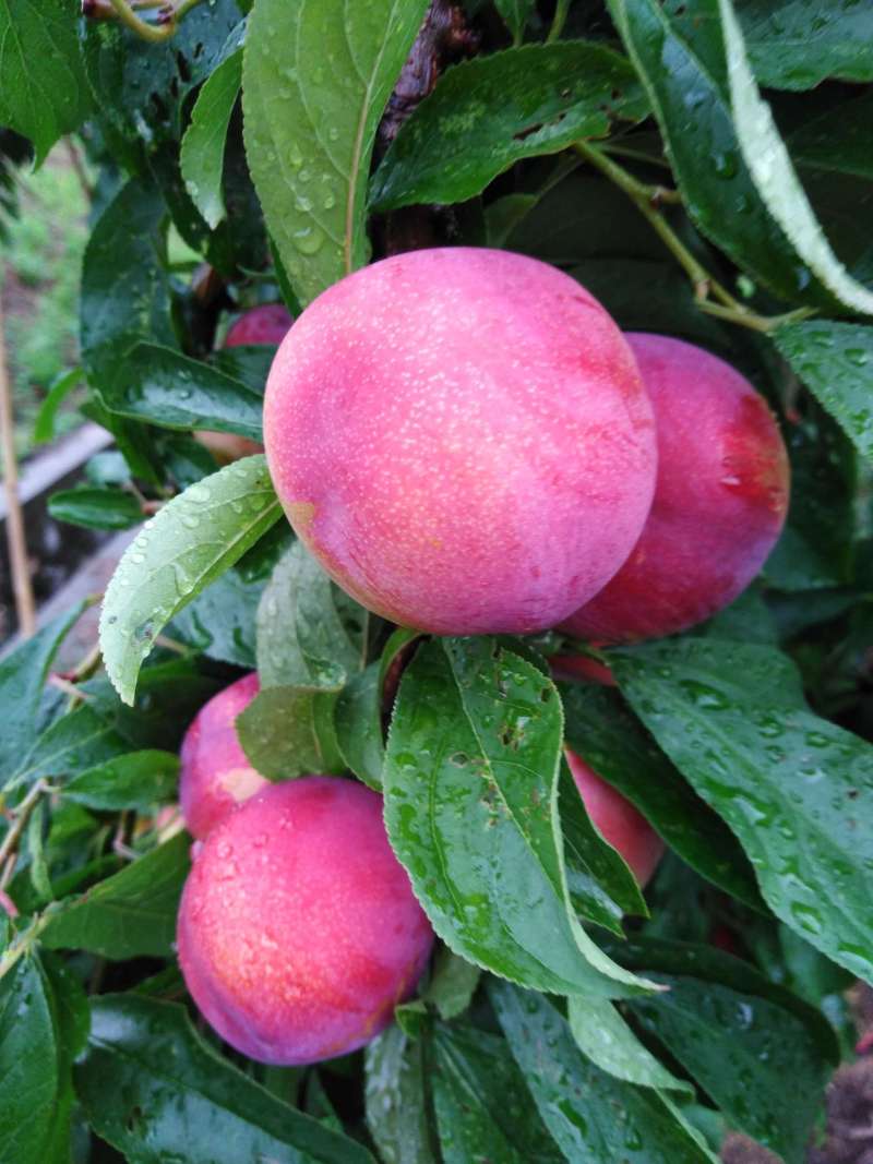 李树论坛 - 水果邦农人之家