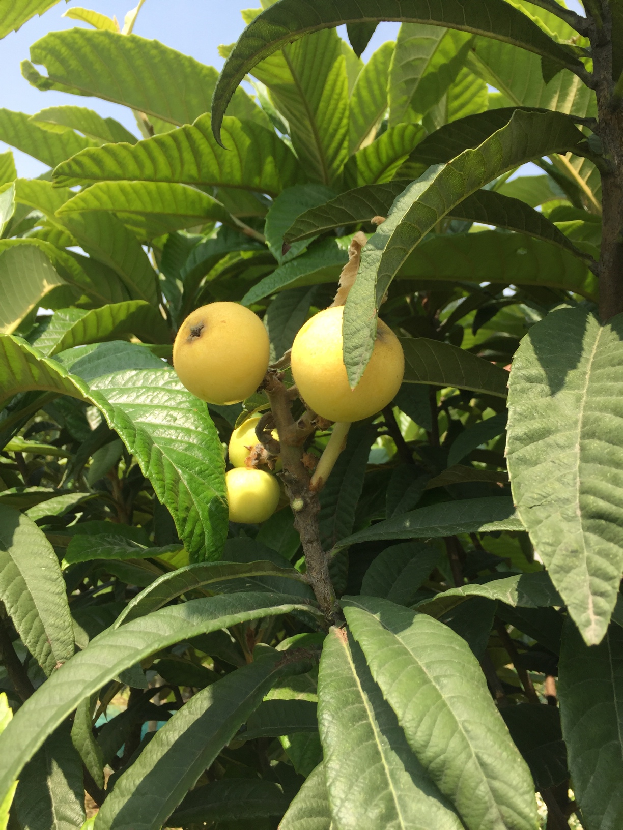 来自苏州东山的照种白沙枇杷