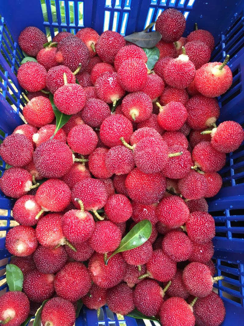 收到潮汕杨梅邦友分享的美味 - 杨梅论坛 - 水果邦农人之家