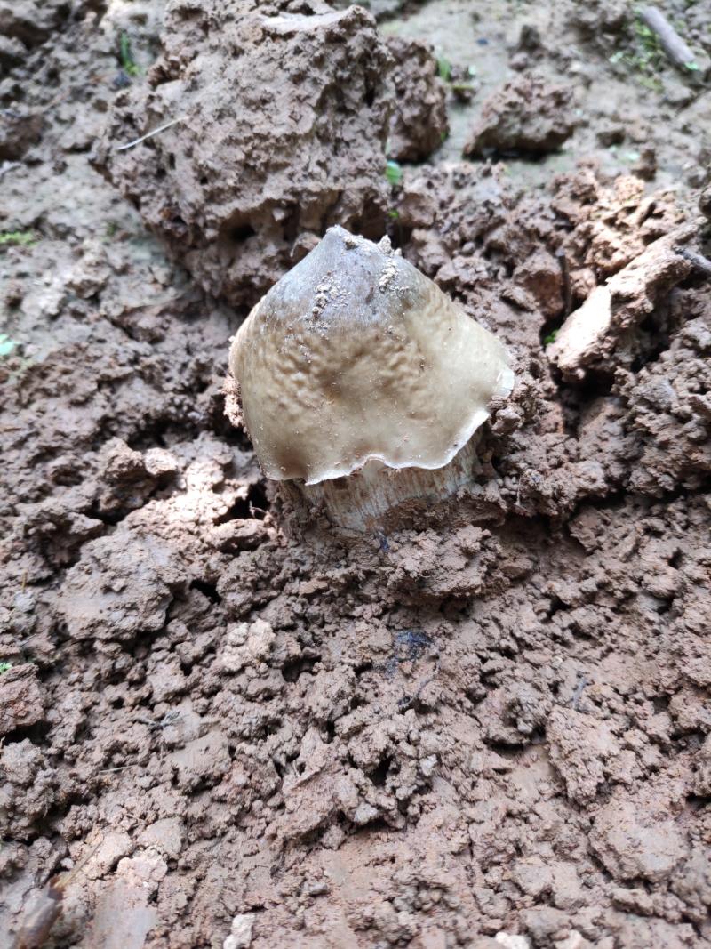 坐标达州鸡枞菌又叫斗鸡菇漫山遍野