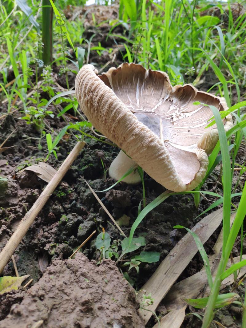 坐标达州鸡枞菌又叫斗鸡菇漫山遍野