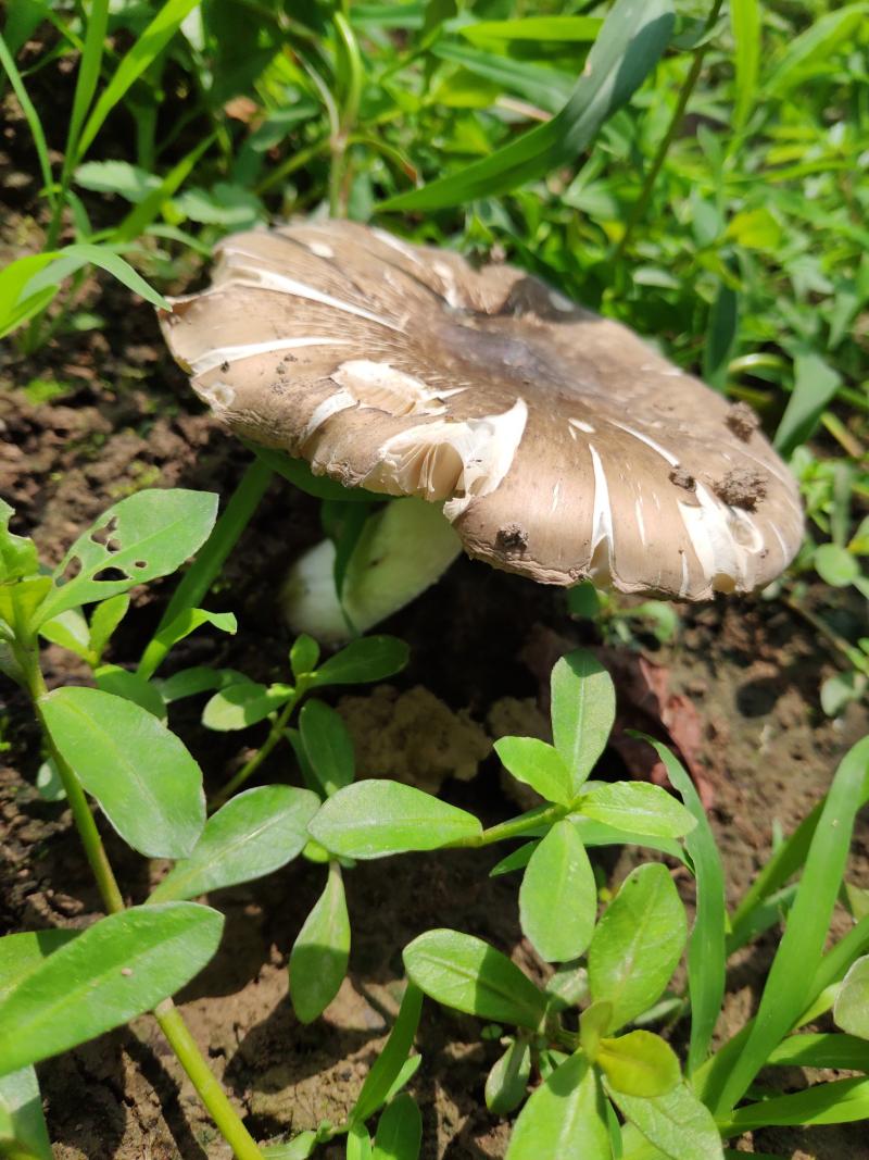 坐标达州鸡枞菌又叫斗鸡菇漫山遍野