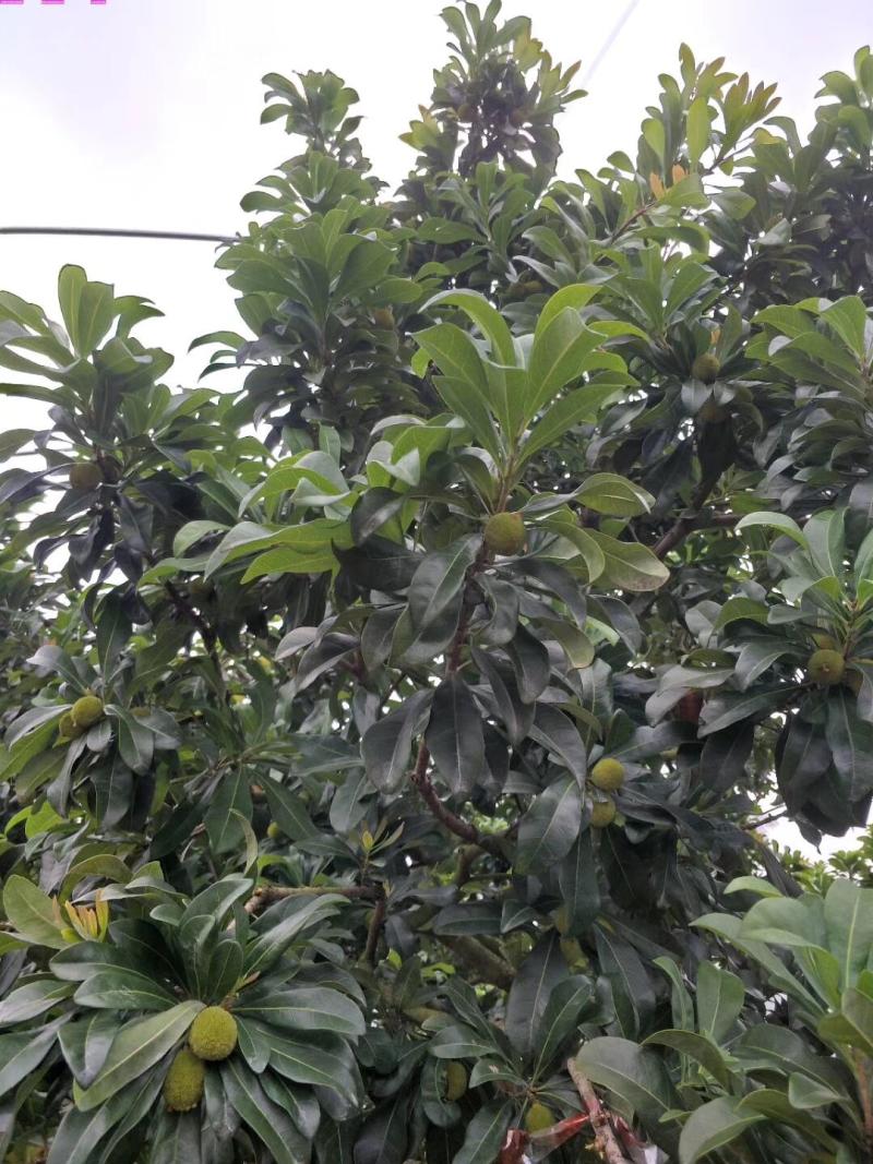 杨梅病虫害防治适用药剂
