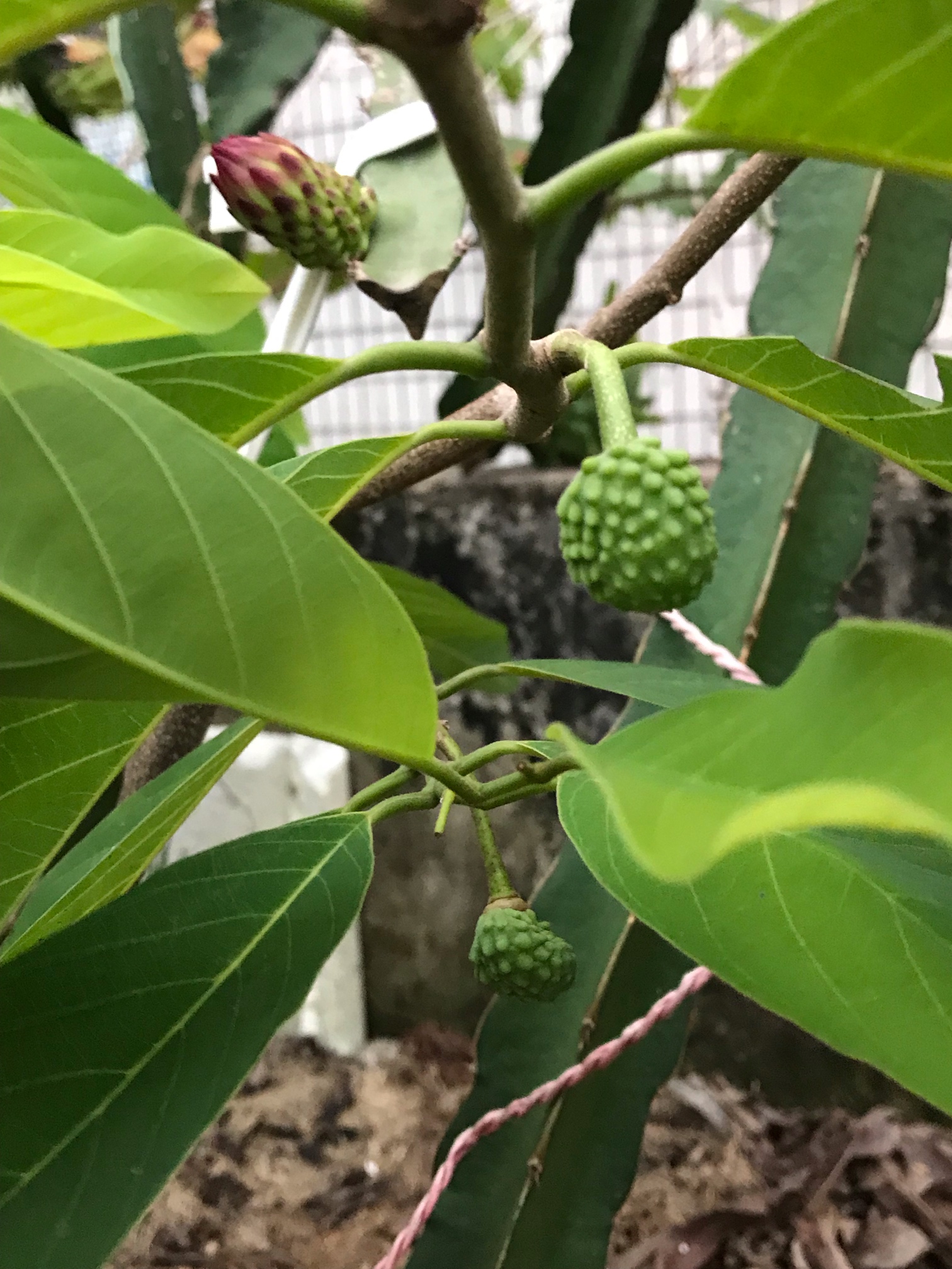 释迦终于结果了