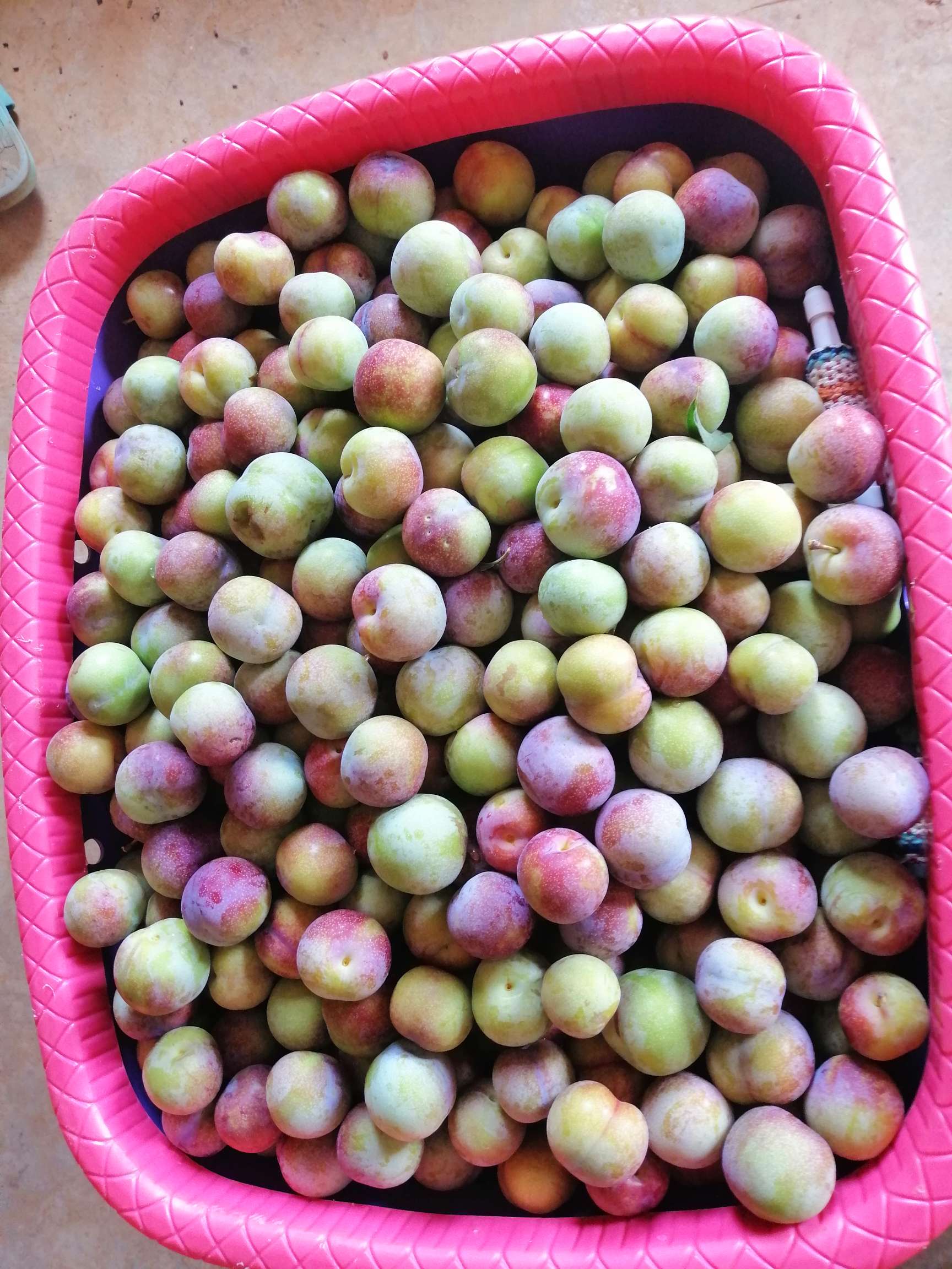 6.18半边红可以上市了