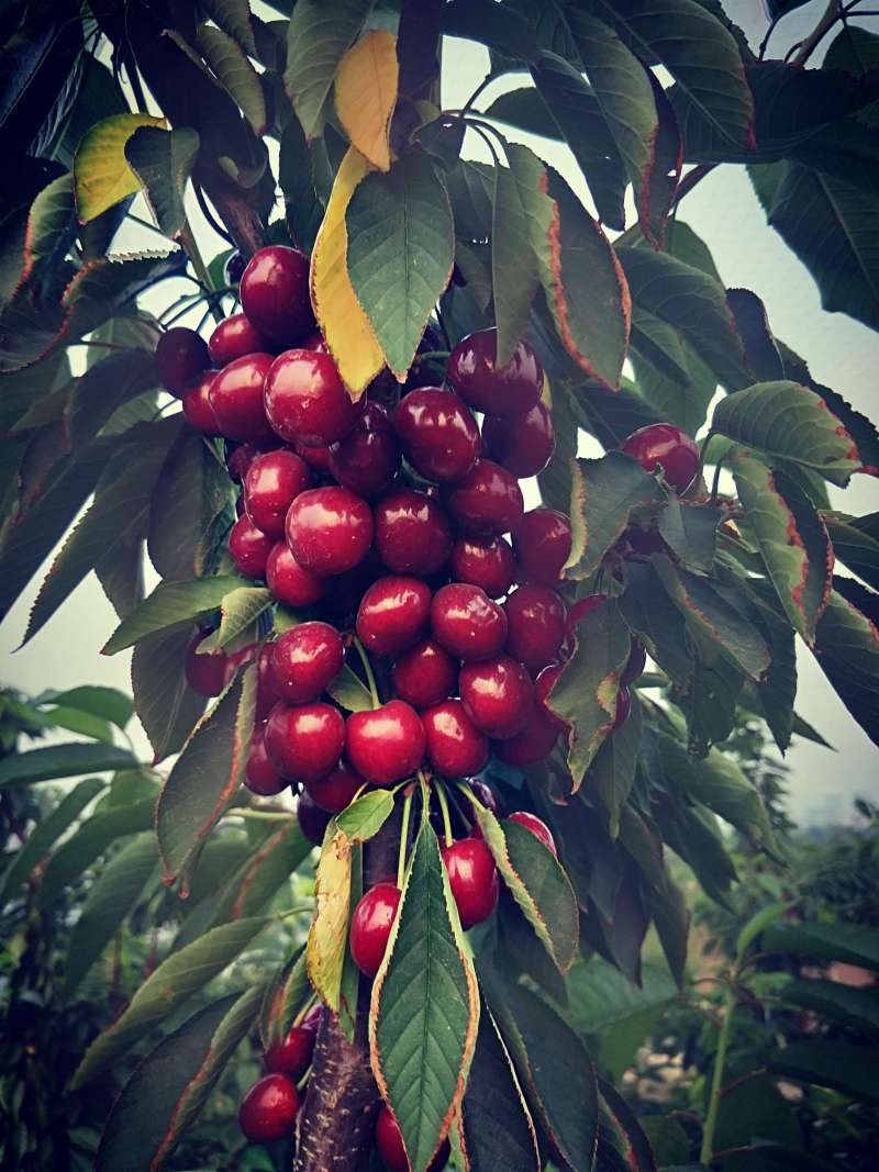 拉宾斯 - 樱桃论坛 - 水果邦农人之家论坛