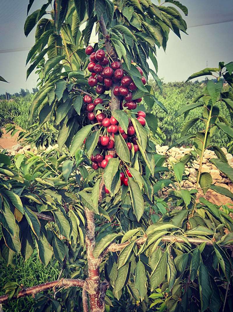 拉宾斯 - 樱桃论坛 - 水果邦农人之家论坛