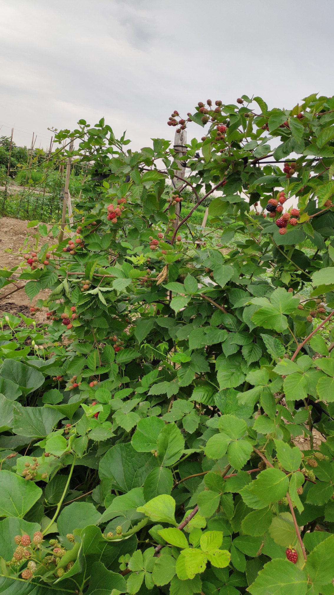 黑树莓生长环境图片