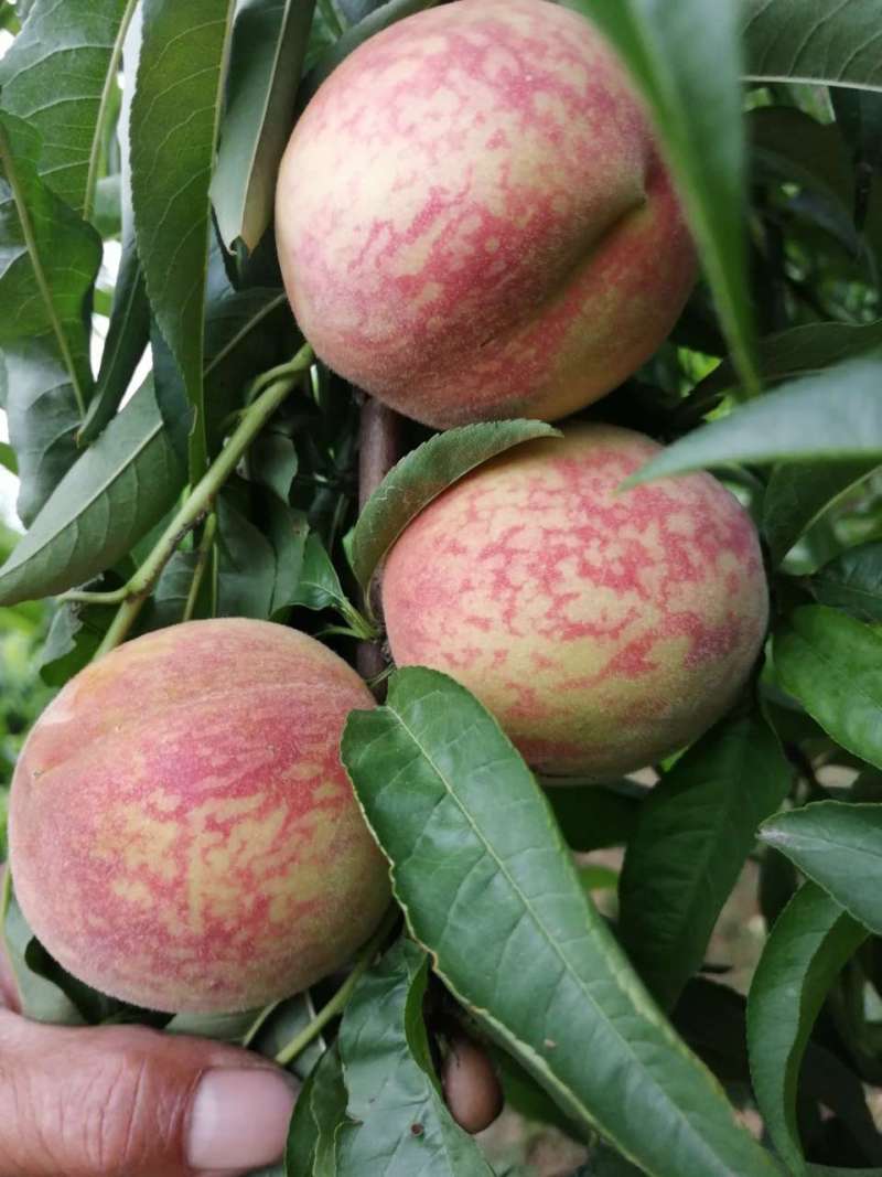 观察信阳血桃 - 桃树论坛 - 水果邦农人之家论坛