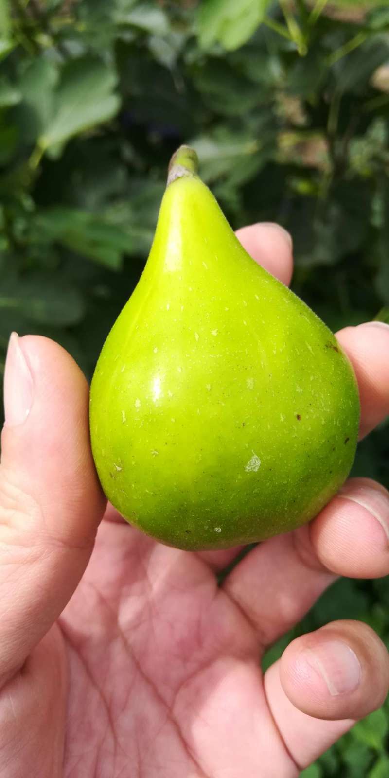 云白开吃了 - 无花果论坛 - 水果邦农人之家