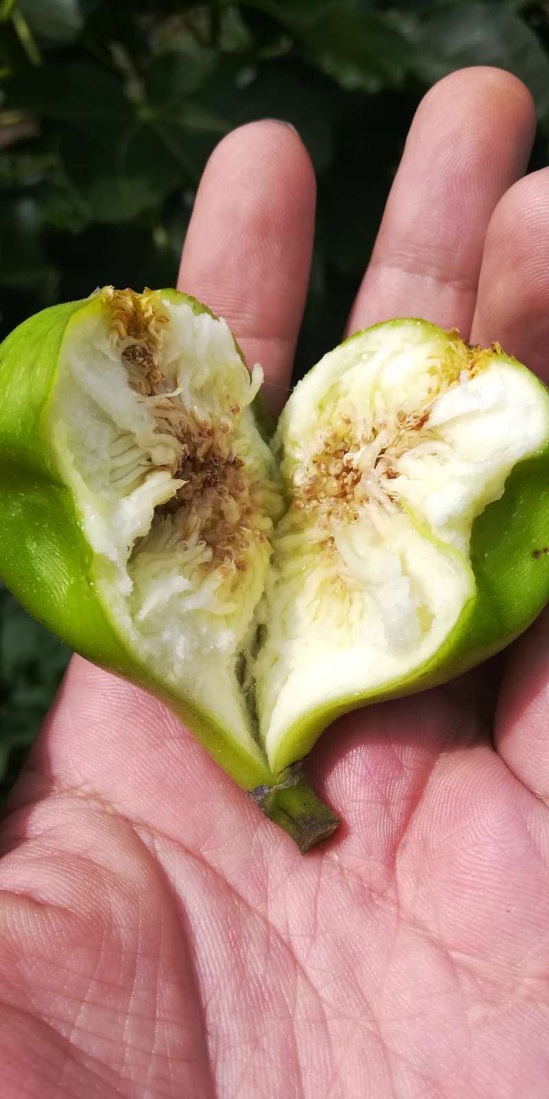 云白开吃了 - 无花果论坛 - 水果邦农人之家