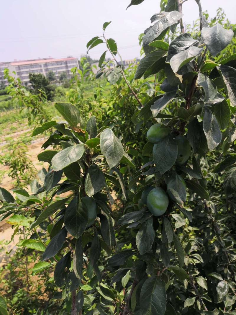 二年的西梅苗子就开始结果了 - 李树论坛 - 水果邦农人之家