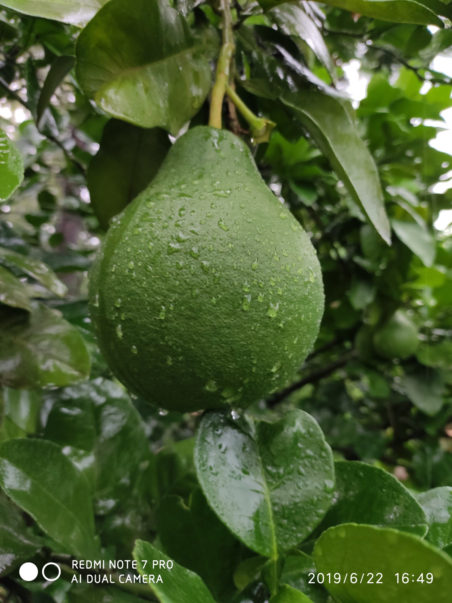 生物原虫柚子图片