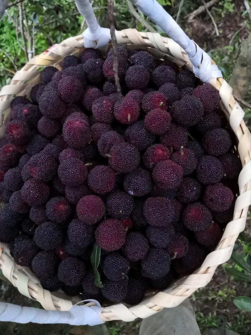 舟山群岛上的晚稻杨梅