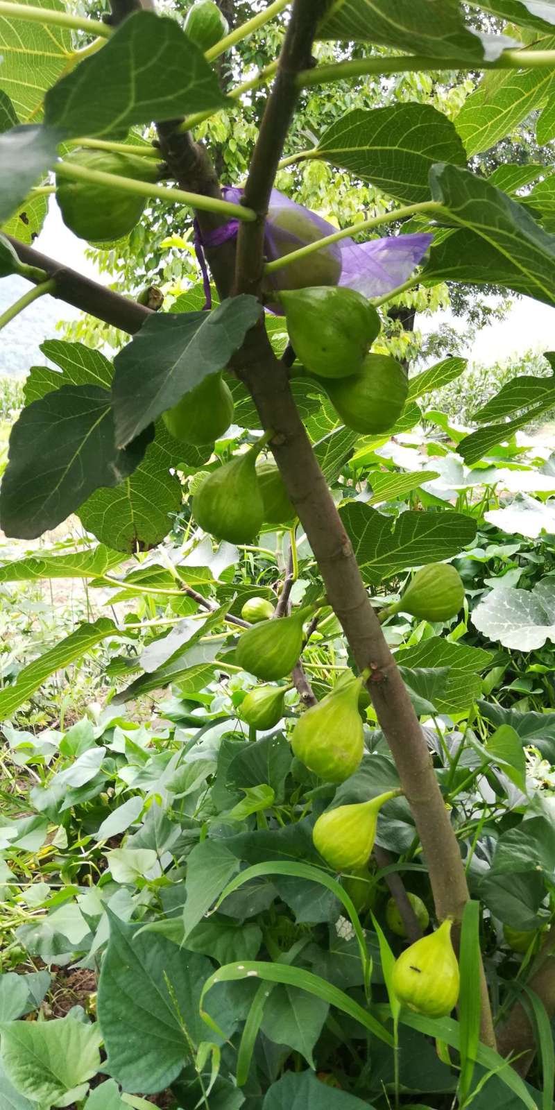 无花果论坛 - 水果邦农人之家论坛