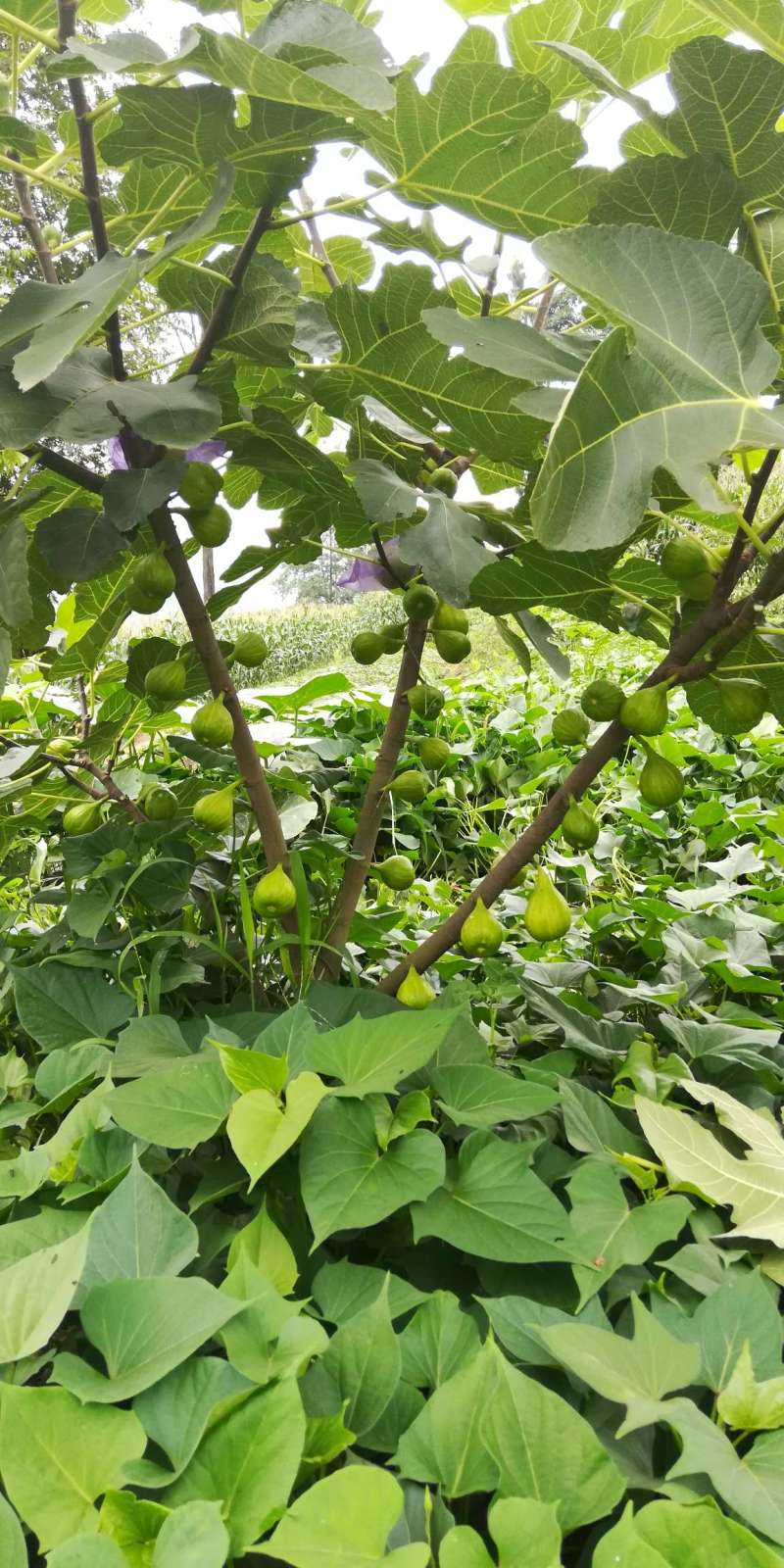 无花果论坛 - 水果邦农人之家论坛