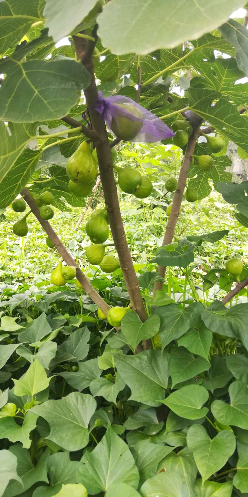 无花果论坛 - 水果邦农人之家论坛