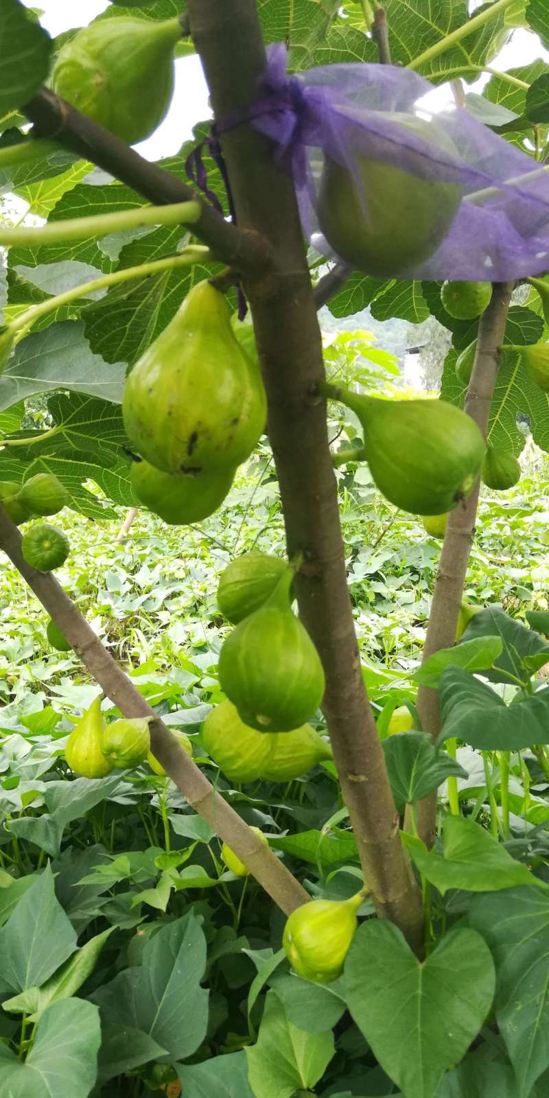 无花果论坛 - 水果邦农人之家论坛