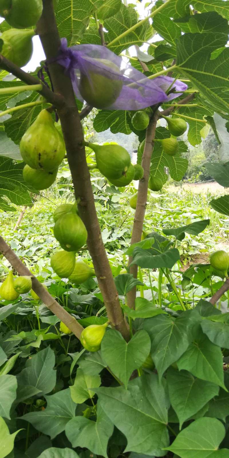 无花果论坛 - 水果邦农人之家论坛