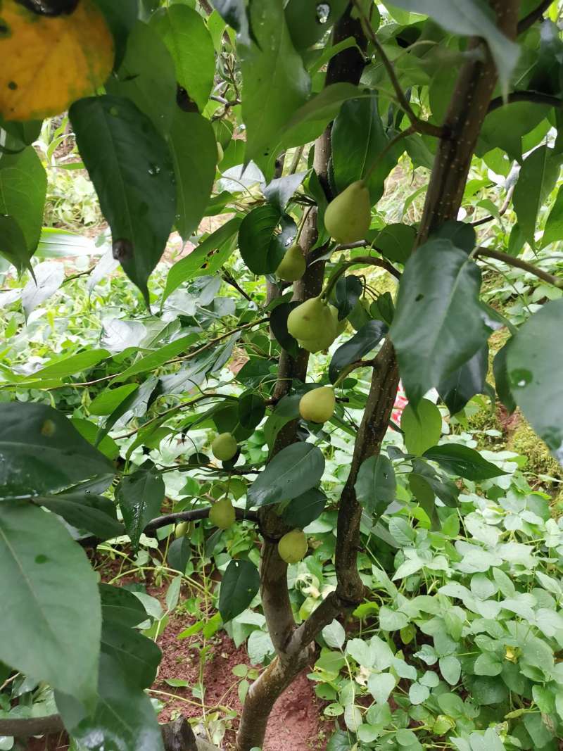 北方果树区≡ 69 梨树论坛 69 有大师知道这是什么品种的青皮梨