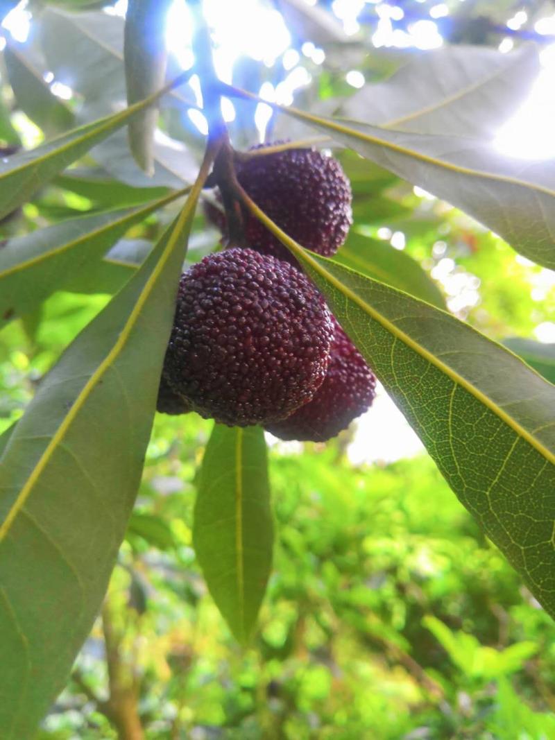 舟山群岛的晚稻杨梅