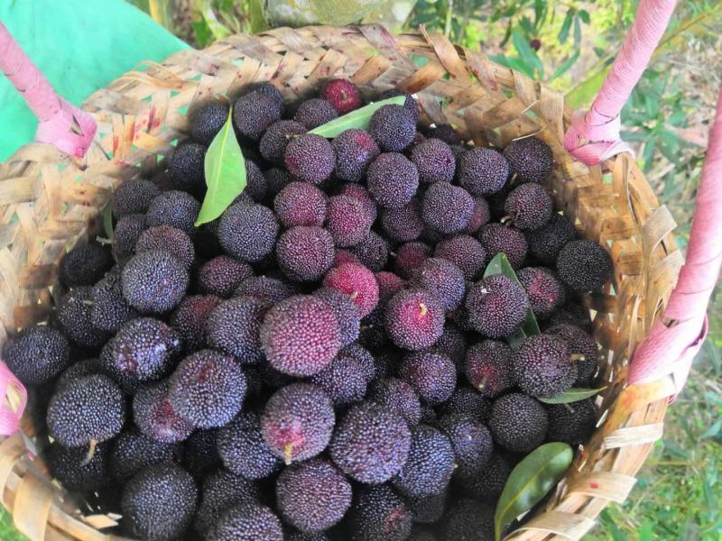 舟山群岛的晚稻杨梅