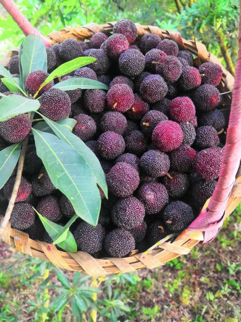 舟山群岛的晚稻杨梅