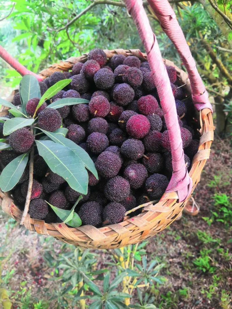 舟山群岛的晚稻杨梅