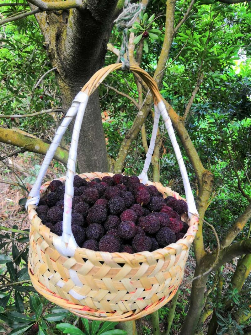 舟山群岛的晚稻杨梅