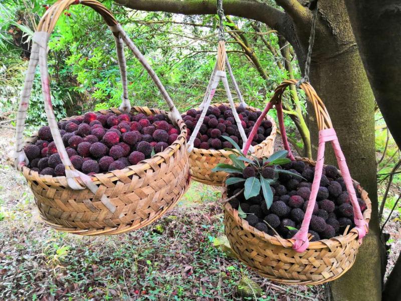 舟山群岛的晚稻杨梅