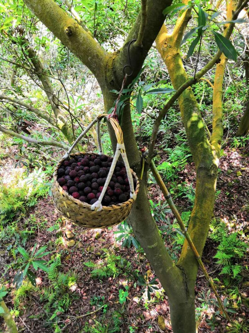 舟山群岛的晚稻杨梅