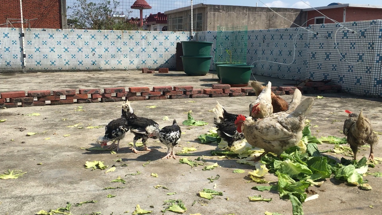 楼顶鸡舍图片欣赏图片