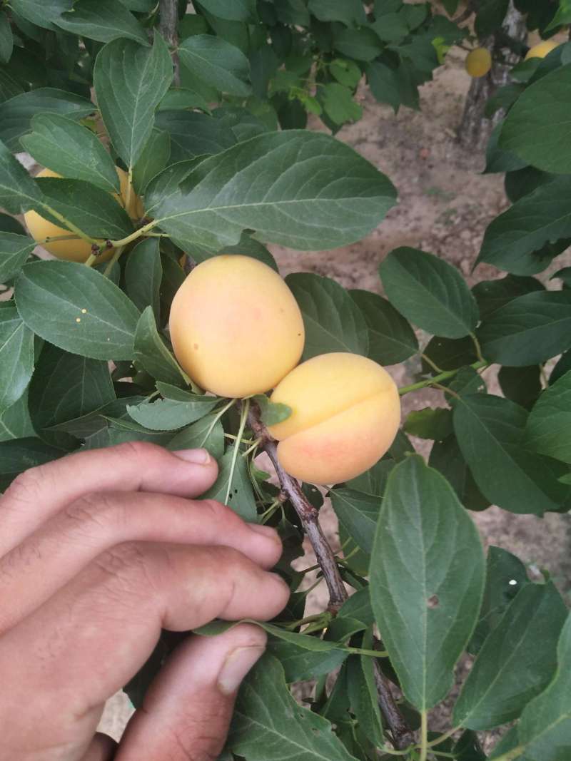 晚黄杏开始成熟了