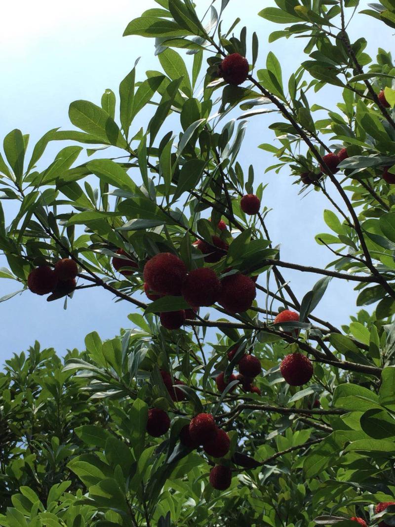 浙江台州黄岩东魁杨梅