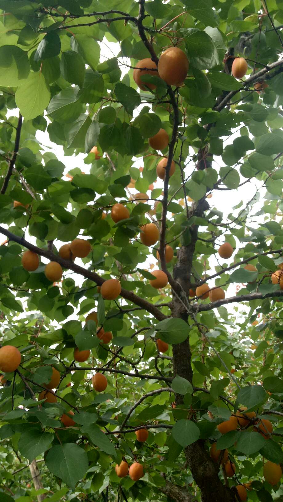 论坛 69 ≡北方果树区≡ 69 杏树论坛 69 威海地方特色 胭脂霸