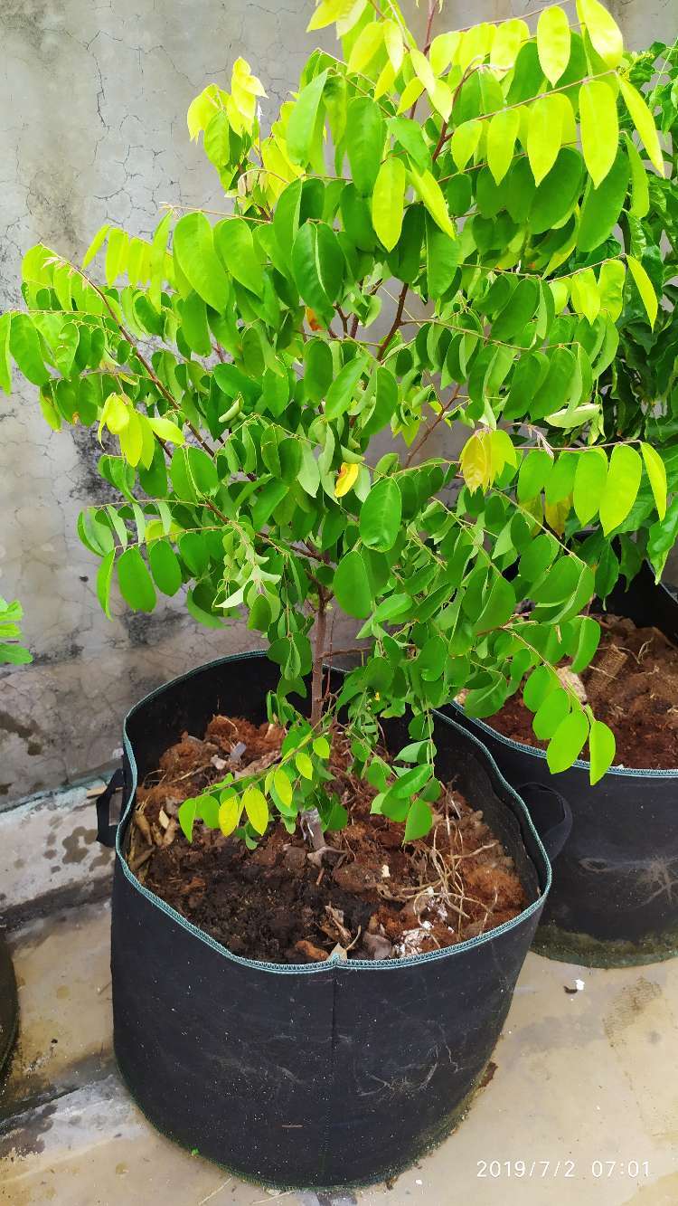 我的杨桃啥时候来花