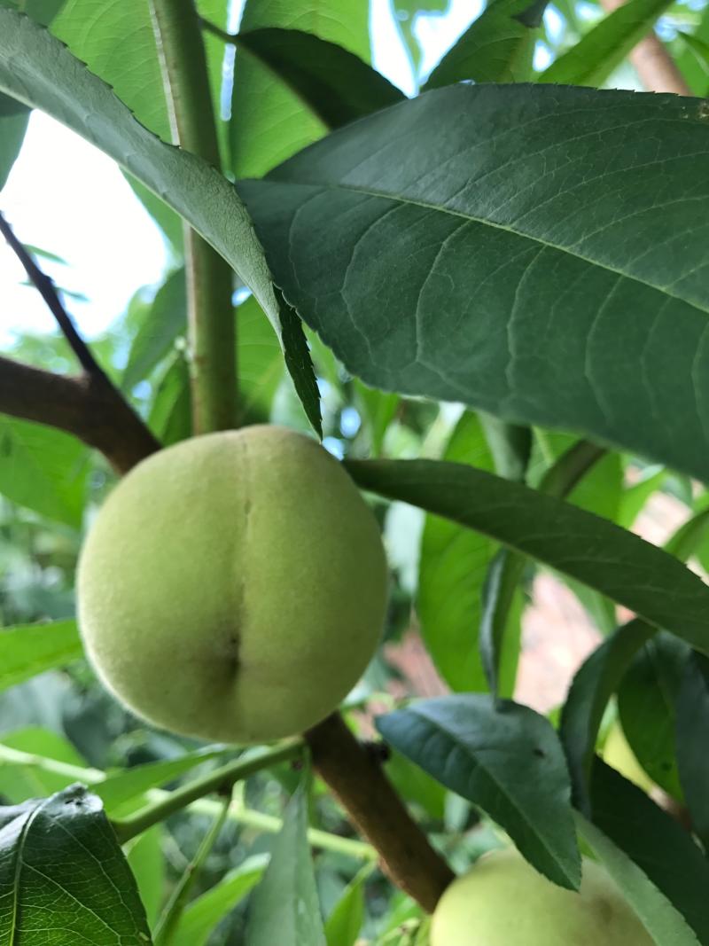 7月3号的老胡湖景蜜露,对版不