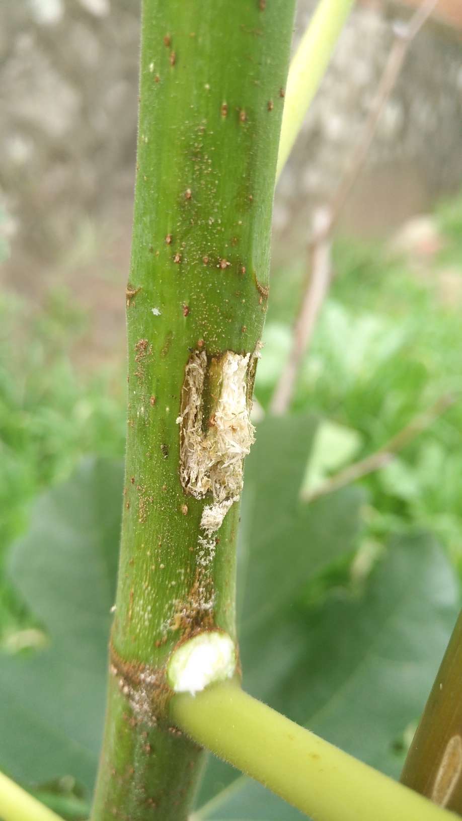 无花果栽培管理~~~桑天牛蛋,早挖危害小