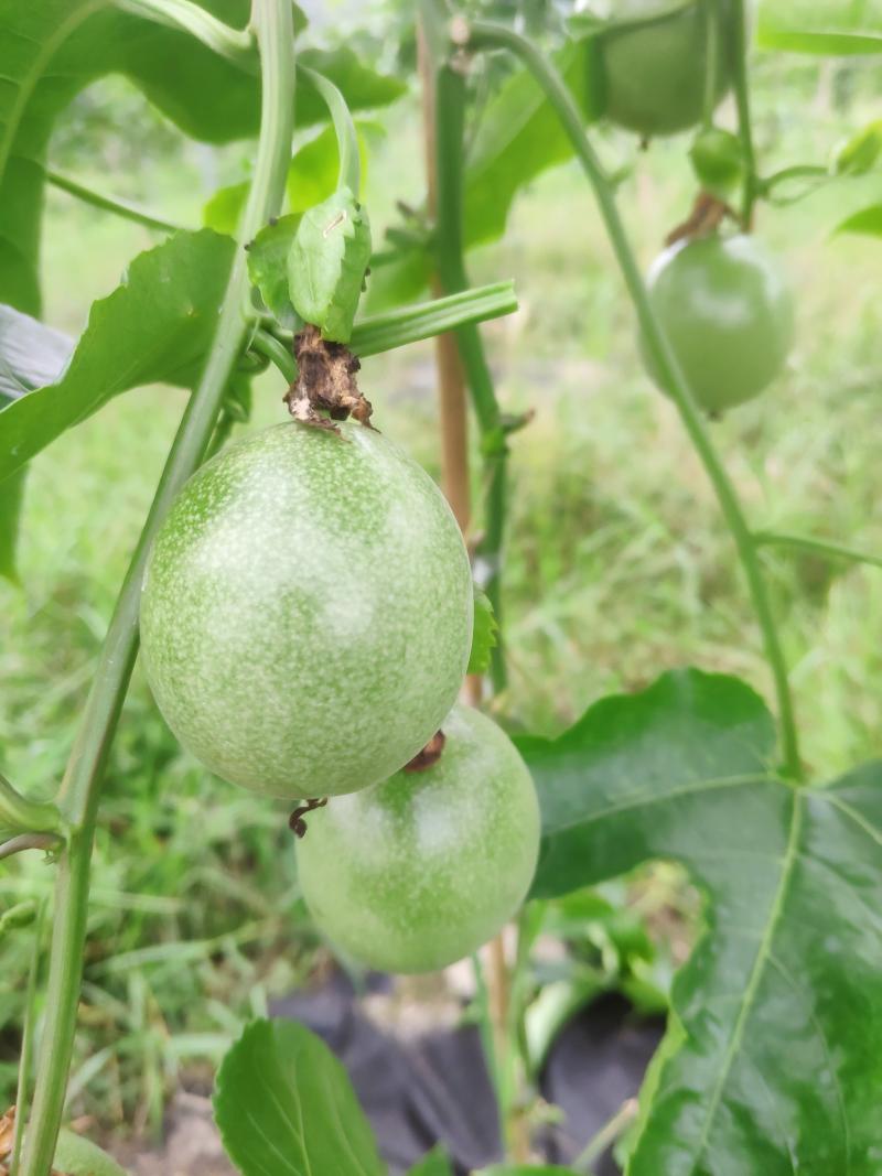绿皮果,我已经绝望了! - 百香果论坛 - 水果邦农人之家论坛