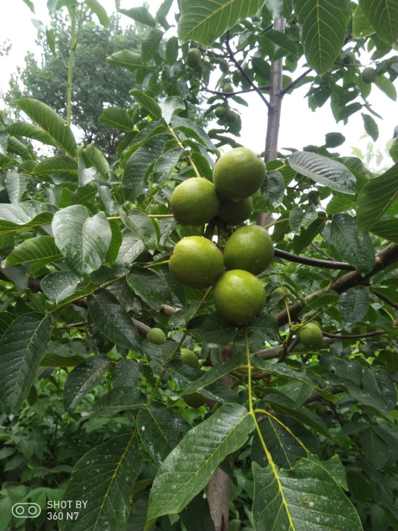 论坛 69 ≡北方果树区≡ 69 核桃论坛 69 雌先型的核桃哪个品种