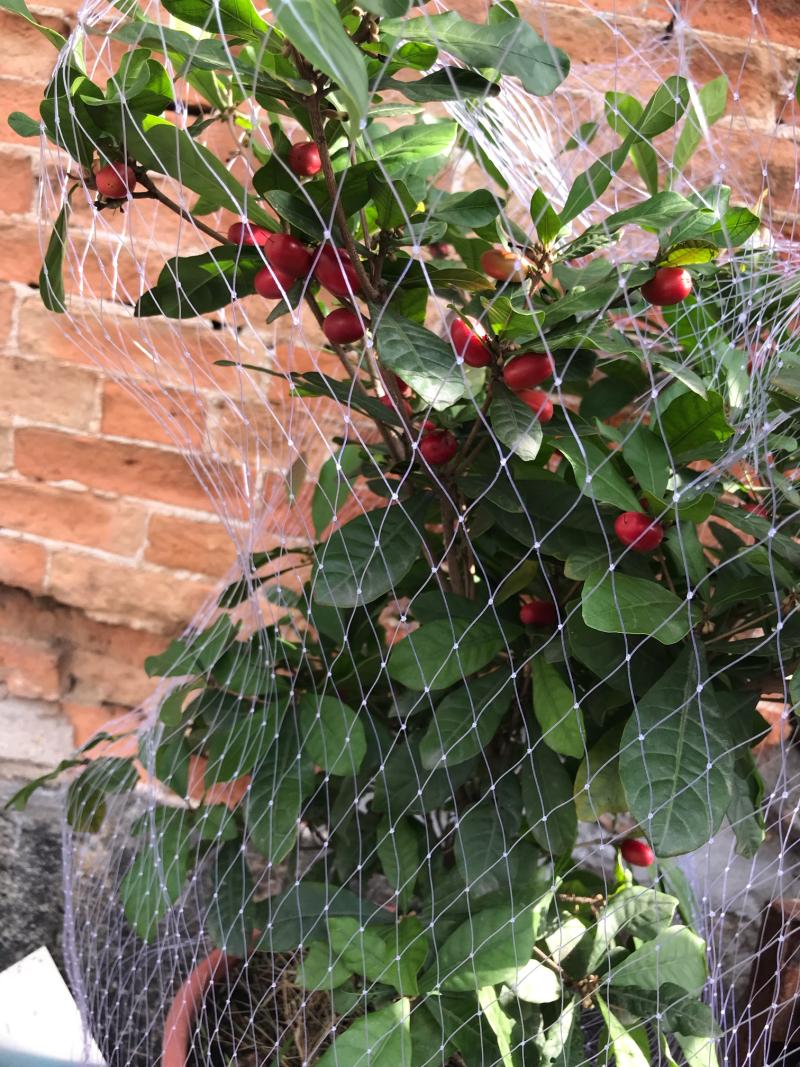 神秘果,开花结果