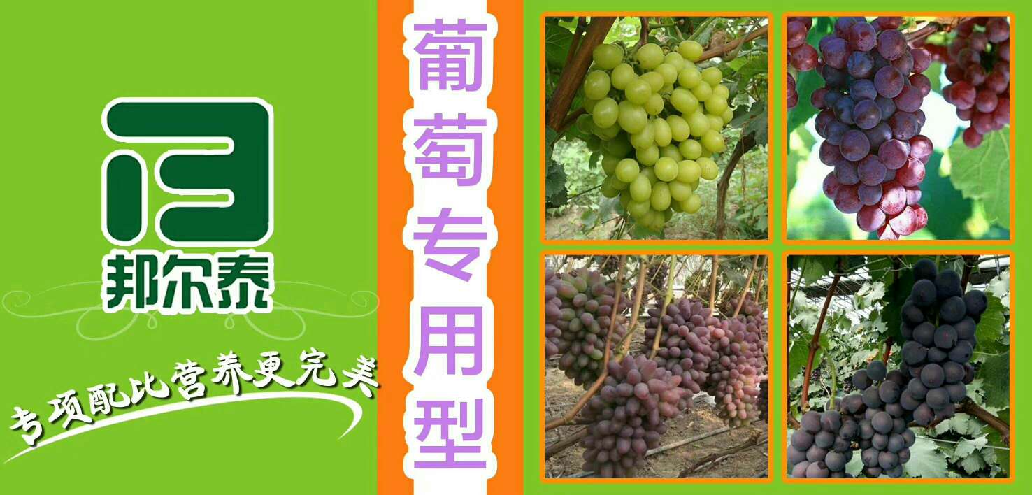 着色香 藤稔 玫瑰香 巨峰 - 葡萄论坛 - 水果邦农人之家论坛
