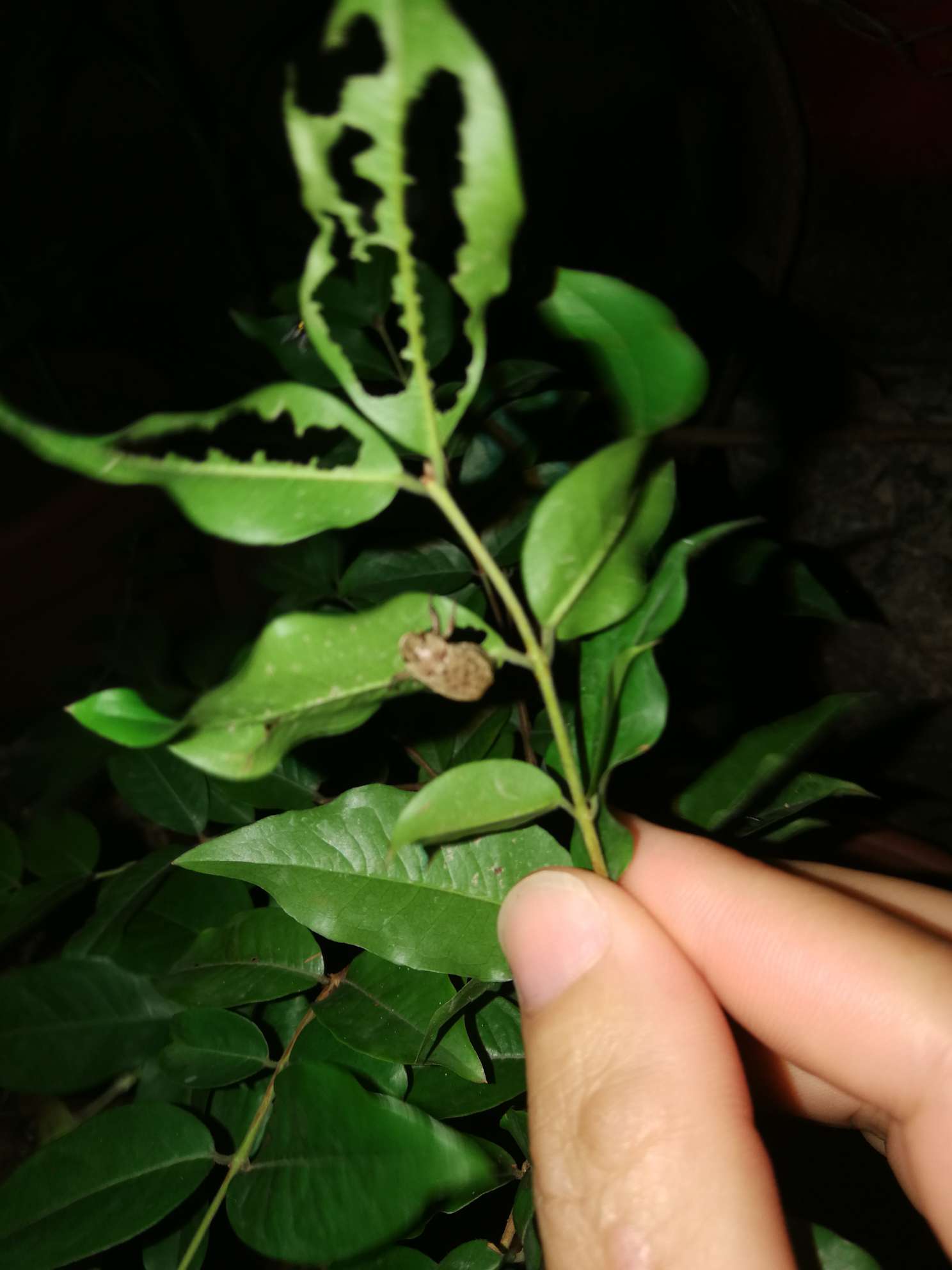 请问大家知道这种专咬葡萄叶的是什么虫,能治吗?