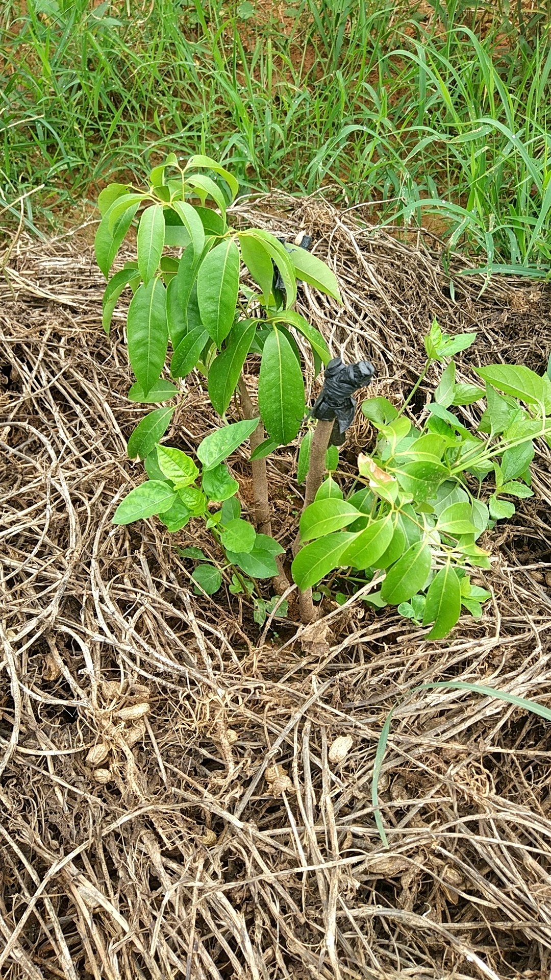 珠海特产御金球荔枝