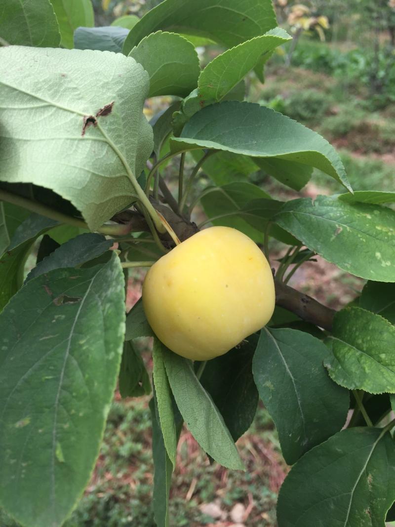 这是什么苹果,小小的