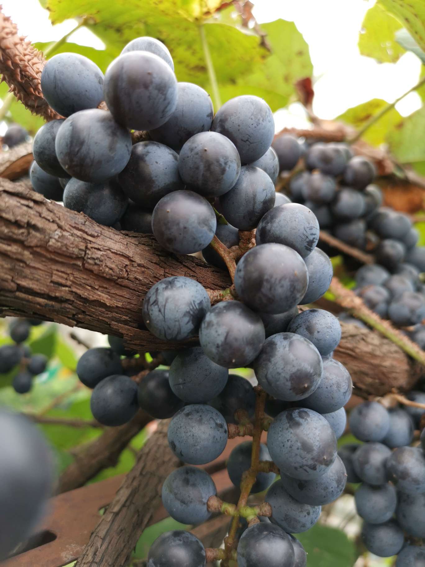高山葡萄成熟了
