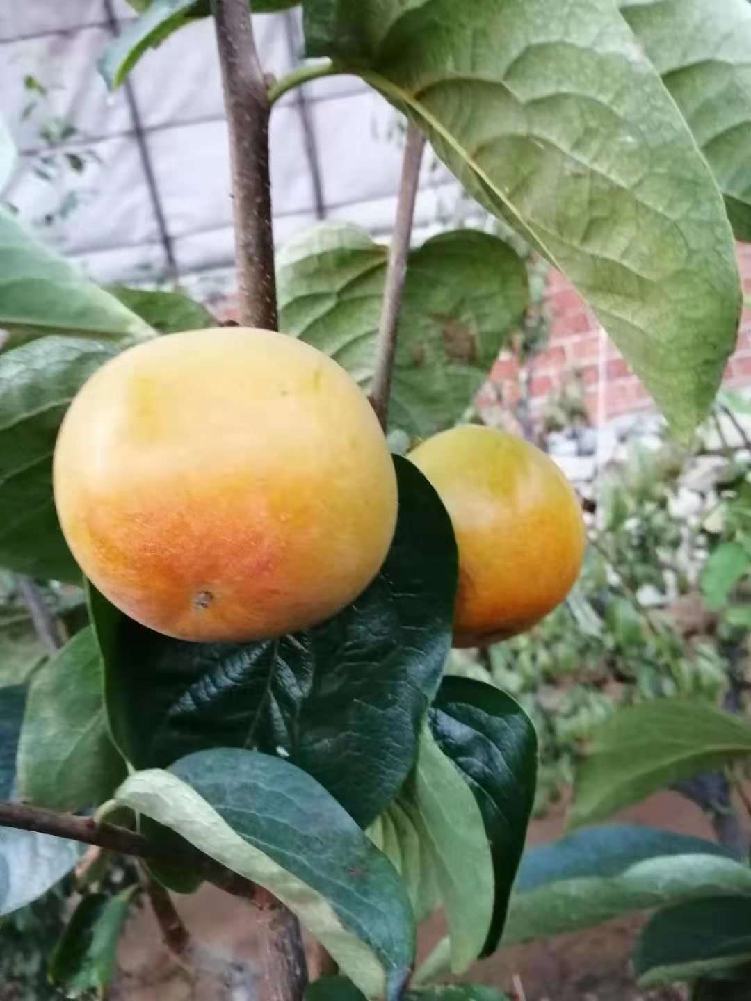 在東北種在大棚裡的太秋甜柿7月初可以採摘