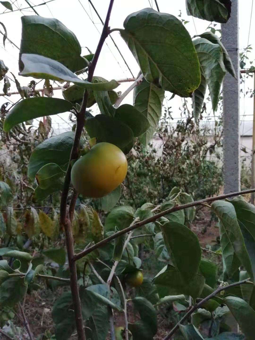 在東北種在大棚裡的太秋甜柿7月初可以採摘