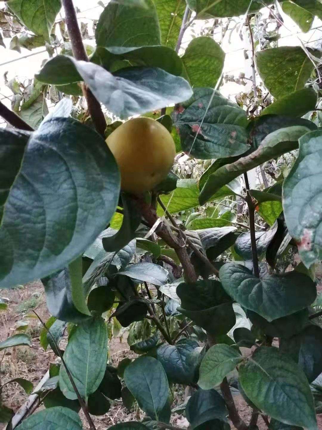 在東北種在大棚裡的太秋甜柿7月初可以採摘